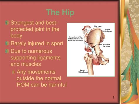 Ppt Injuries Of The Hip And Groin Powerpoint Presentation Free