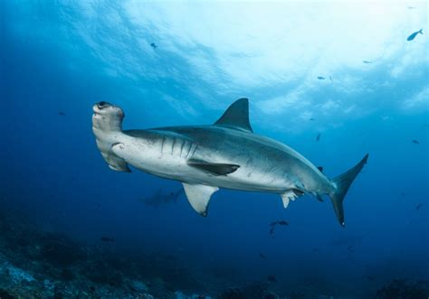 Scalloped Hammerhead Sphyrna Lewini Bali Wildlife