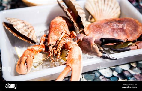 Lobster And Scallops Hi Res Stock Photography And Images Alamy