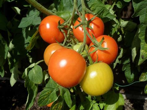 Growing Tomatoes Organically Cultivation Practices Agri Farming