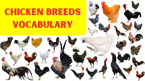 rooster breeds names complete list  chicken breeds pictures