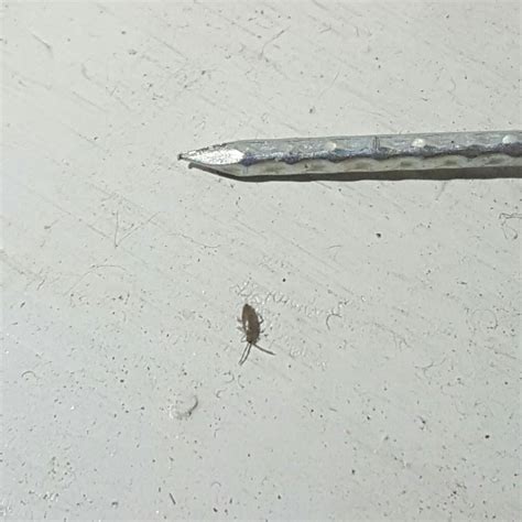 Tiny Grey Bugs In House Architectural Designs