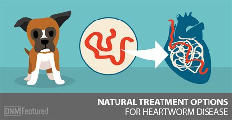 Natural Heartworm Treatment For Dogs, Can It Be Done? - Dogs Naturally ...