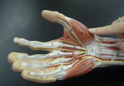 Muscles Of The Hand Flashcards Quizlet