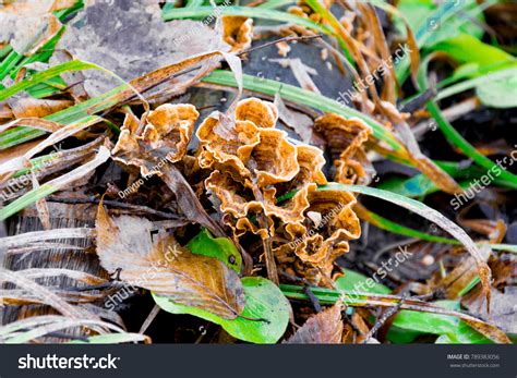 Coralfungus Images Stock Photos Vectors Shutterstock