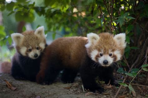 Međunarodni dan crvenih pandi | Zoo Zagreb