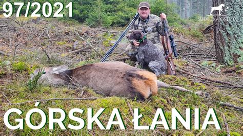 SUDECKA OSTOJA 97 2021 Polowanie Na Jelenie Deer Hunting Wild Jagen