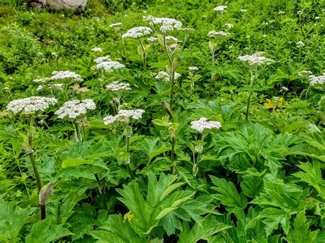 Cows Parsnip Alaskas Poison Ivy Day By Day In Our World