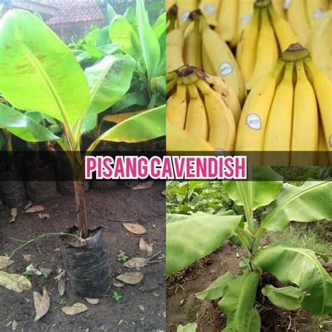 Jual Bibit Buah Pisang Cavendish Berbuah Cepat Ide Di Lapak Tanaman