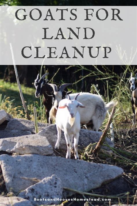 Using Goats For Grazing Land Clean Up Boots Hooves Homestead