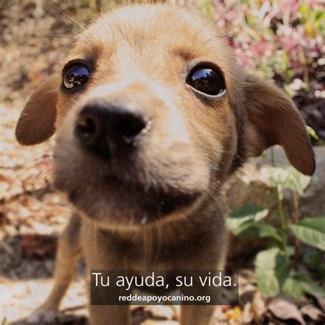 La Red De Apoyo Canino Parte I Actualidadplus