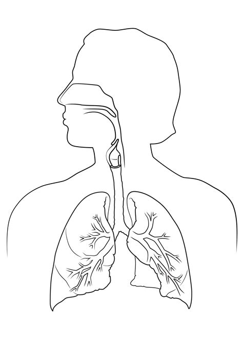 Respiratory Lungs System Coloring Anatomy Printable Lung Human Drawing