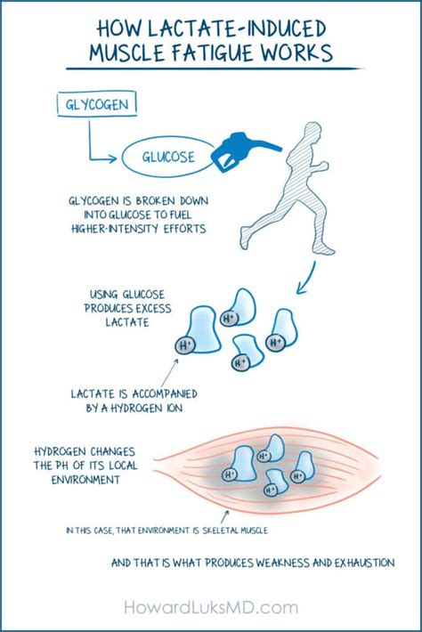 Lactate The Lactate Shuttle And Lactate Threshold Workouts In