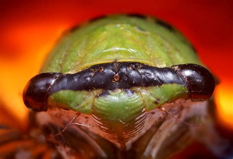 Cicada Head At 16 Megapixels Tibicen Superba Cicadas H Flickr