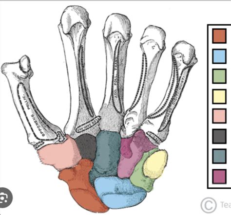 Anatomy And Phyisology 1 Carpal And Tarsal Bones Flashcards Quizlet