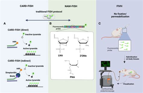 Imaging Biofilms Using Fluorescence In Situ Hybridization Seeing Is