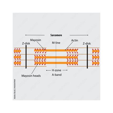 Sarcomere The Building Block Of Muscles