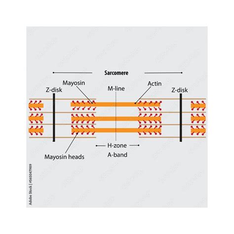 Muscle Anatomy And Sacromeres Muscle Anatomy Skeletal Muscle Anatomy