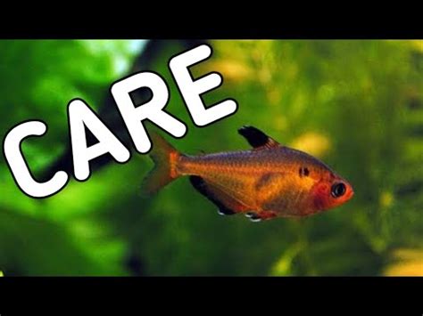 Serpae Tetra Fish Care Serpae Tetra Care Guide Red Minor Tetra Care