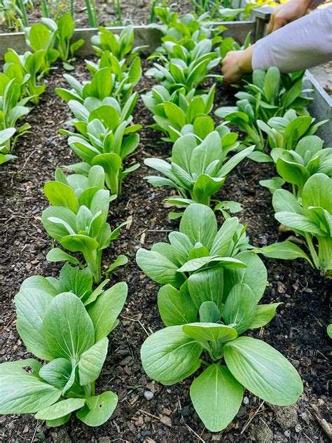 The Difference Between Bok Choy And Baby Bok Choy