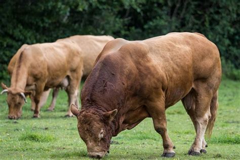 Mengenal Sapi Limousin Sering Dijadikan Hewan Kurban