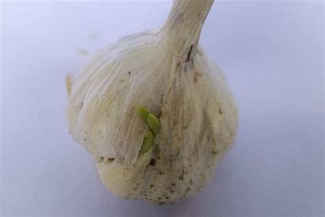 How To Identify And Control 7 Garlic Diseases Gardeners Path