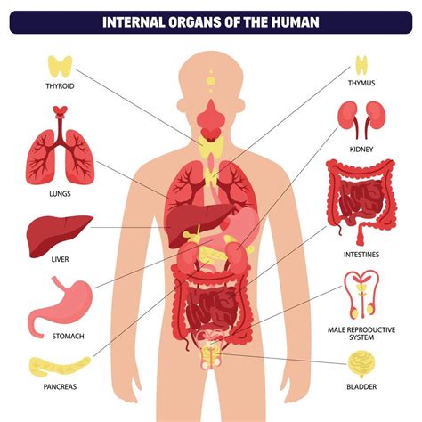 Cuerpo Humano Organos Internos Anatomia Medica Infografia Vector Porn