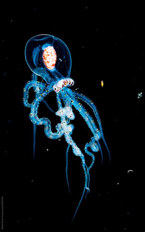 Settling Wonderpus Octopus By Stocksy Contributor Shane Gross Stocksy