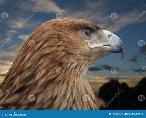 Brown Eagle Stock Photo Image Of Nature Bird Flight 1793846