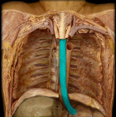 Apr Digestive Lymphatic And Respiratory Anatomy Histology