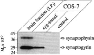 Figure From Structure Of Synaptogyrin P Defines Novel Synaptic