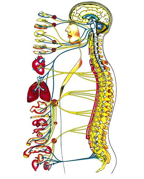 Relacion Sistema Nervioso Y Reproductivo Mind Map Porn Sex Picture