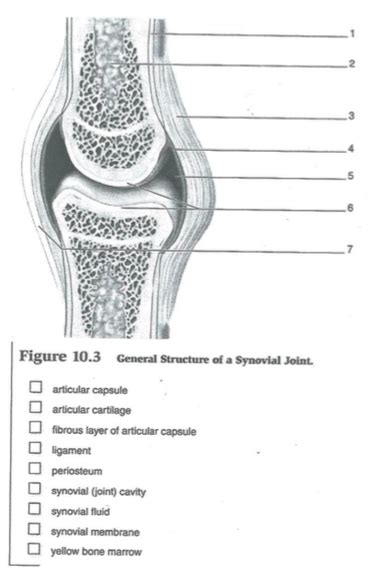 Solved Label The Synovial Joint Below Using The Structures Chegg