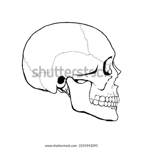 Human Skeleton Skull Logo Skull Silhouette Stock Vector (Royalty Free ...