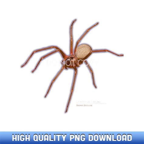 Brown Recluse Spider Loxosceles Reclusa Instant Access Sub Inspire