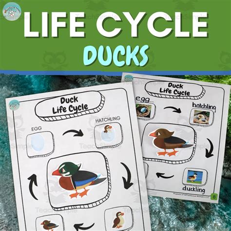 Duck Life Cycle