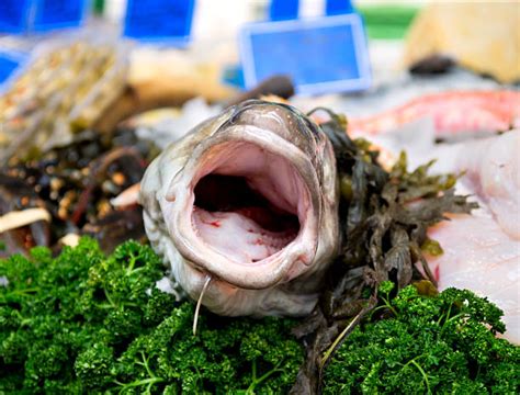 fish head stock  pictures royalty  images istock