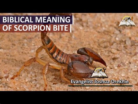 Biblical Meaning Of Scorpion Bite Dreams Dream About Scorpions Youtube