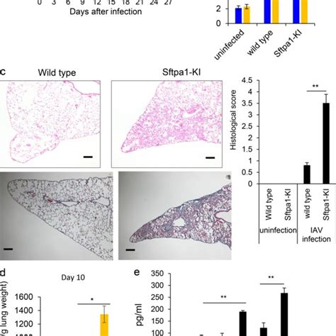 Infection With Iav Accelerated The Development Of Pulmonary Fibrosis In