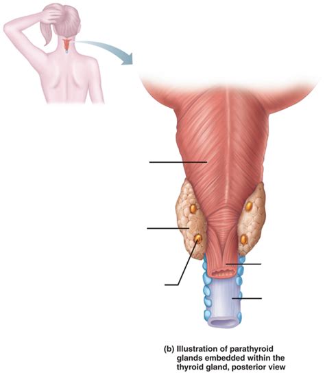 Exs Parathyroid Gland Diagram Quizlet