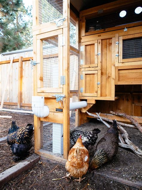 Security for Chicken Coops: Tips for Predator-Proofing and Protecting ...