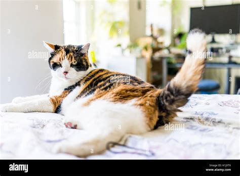 Angry Calico Cat Lying On Edge Of Bed Wagging Tail Stock Photo Alamy