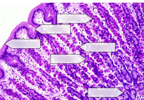 Stomach Histology Diagram Quizlet