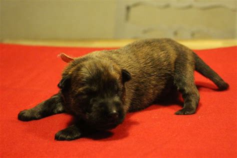 Chien Elevage Des Bergers Du Desert Eleveur De Chiens Berger De