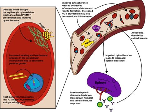 Biochemical And Immunological Mechanisms By Which Sickle Cell Trait