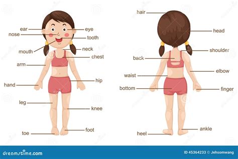 Vocabulary Part Of Body Stock Vector Image 45364233