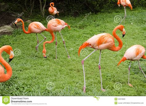 Flamingos Stock Photo Image Of Wildlife Birds Grass 53370600