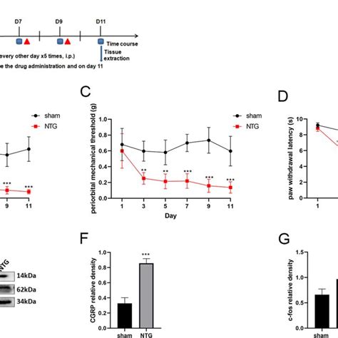 Repeated Ntg Administration Induced Basal Hyperalgesia And Upregulated