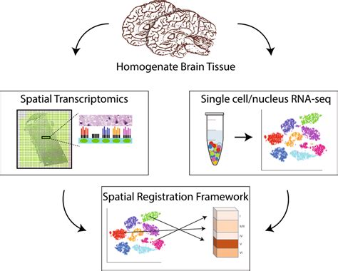 Spatial Genomics Transcriptomics Market Prospects And Growth Trends