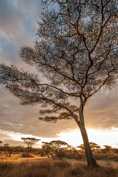 Acacia Tree Sunset – Tom Murphy Photography